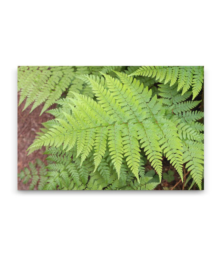 Spreading wood fern, Prairie Creek Redwoods State Park, California, USA