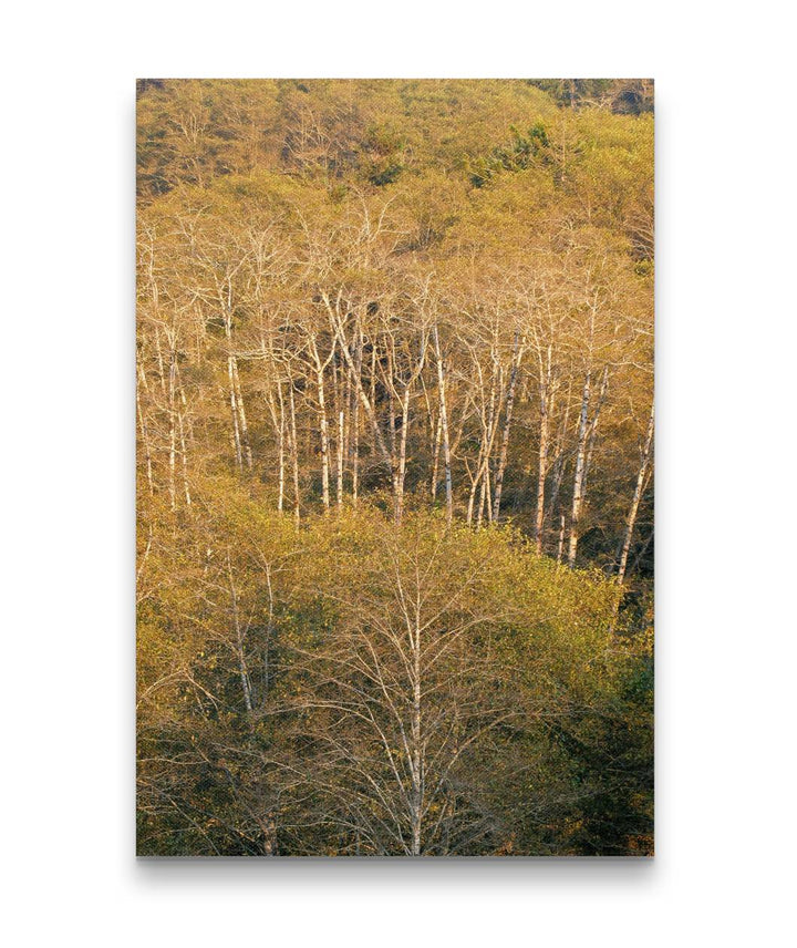 Red Alders, Humboldt Lagoon, Northern California, USA