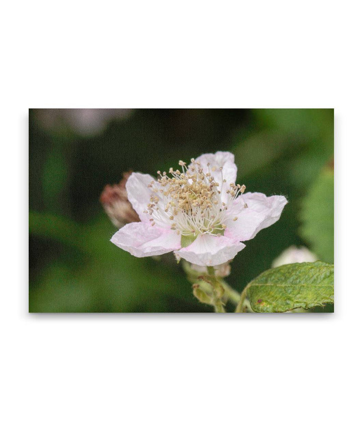 Himalayan blackberry, Pigeon Butte, William L. FInley National Wildlife Refuge, Oregon