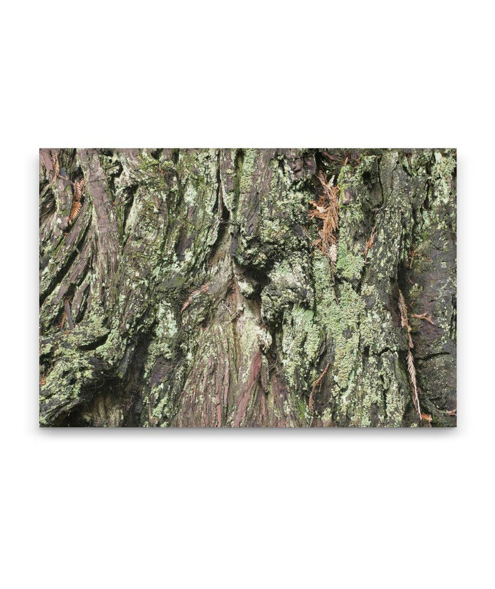 Coastal redwood bark and Lichens, Redwood National Park, California, USA