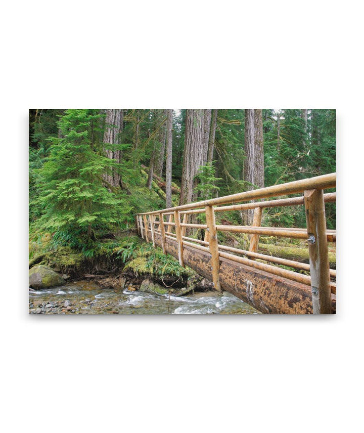 Bridge Across Lookout Creek, Lookout Creek Old-growth trail, H.J. Andrews Forest, Oregon