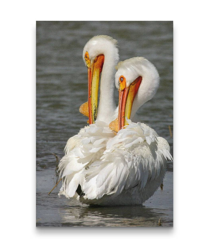 American White Pelican, Tule Lake National Wildlife Refuge, California