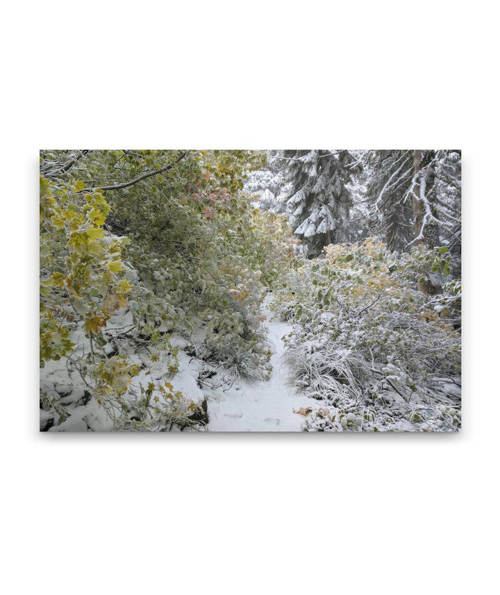 Early Winter Snow at Carpenter Mountain, HJ Andrews Forest, Oregon