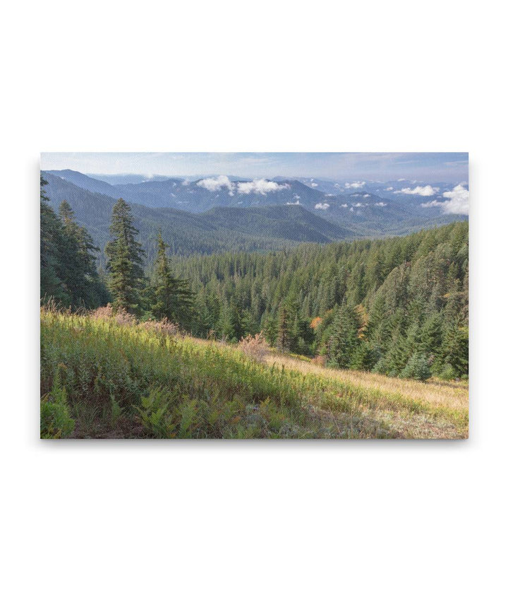 Lookout Creek Drainage From Carpenter Mountain, HJ Andrews Forest, Oregon