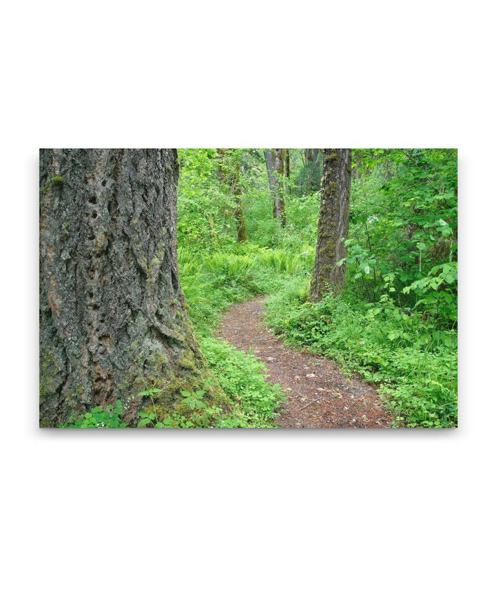 Old-Growth Forest Trail, Delta Creek, Willamette National Forest, Oregon