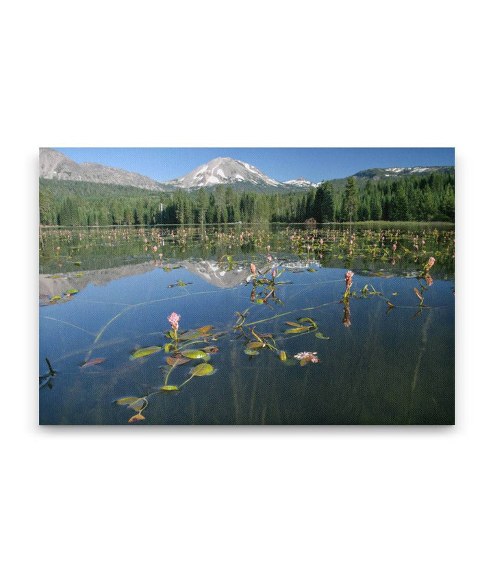 Water smartweed, Lassen Peak, Manzanita Lake, Lassen Volcanic National Park, California, USA