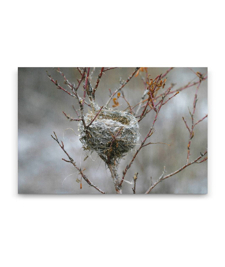 Bird nest in shrub along river, Missouri Headwaters State Park, Montana