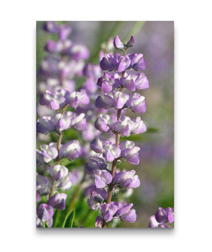 Flowering Lupine Closeup, Nez Perce National Forest, Idaho