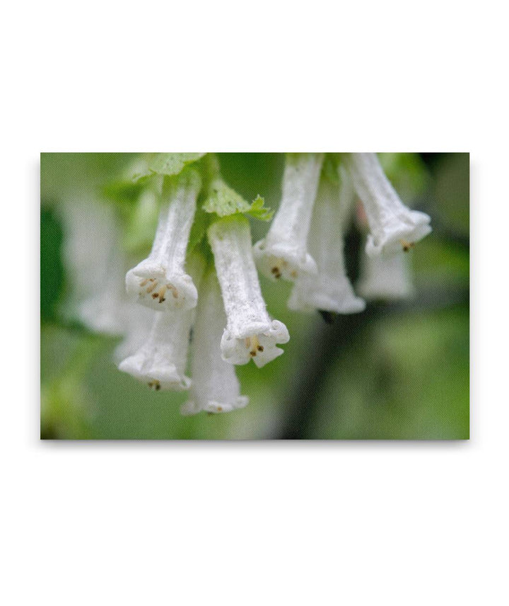 Wax Currant, La Pine State Park, Oregon, USA