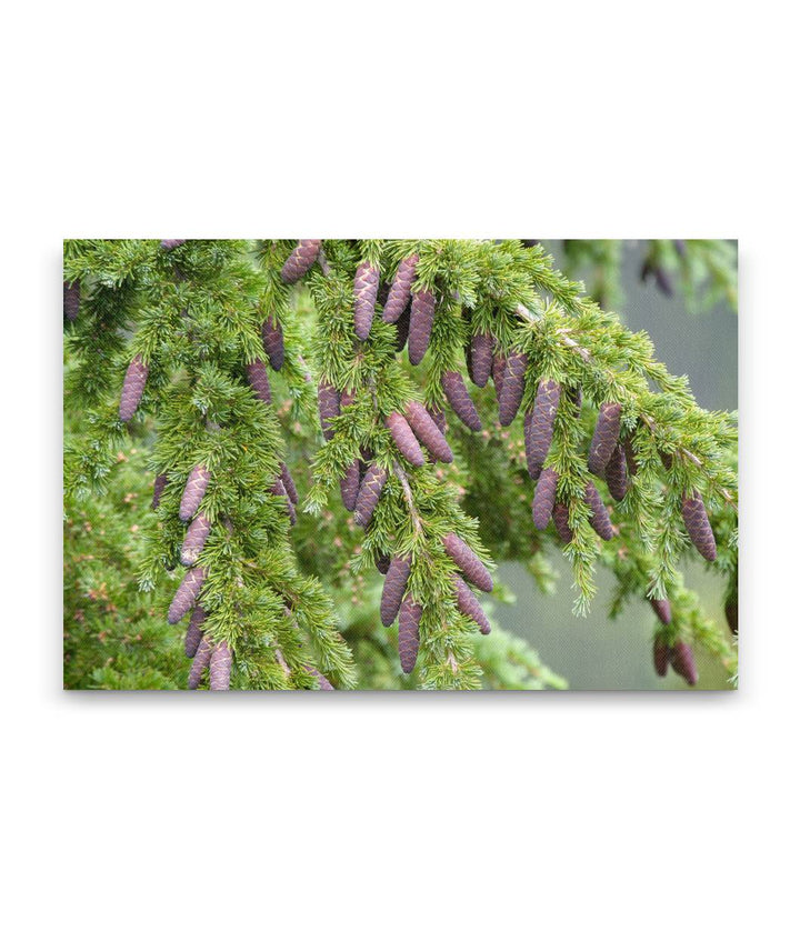 Mountain hemlock, Crater Lake National Park, Oregon