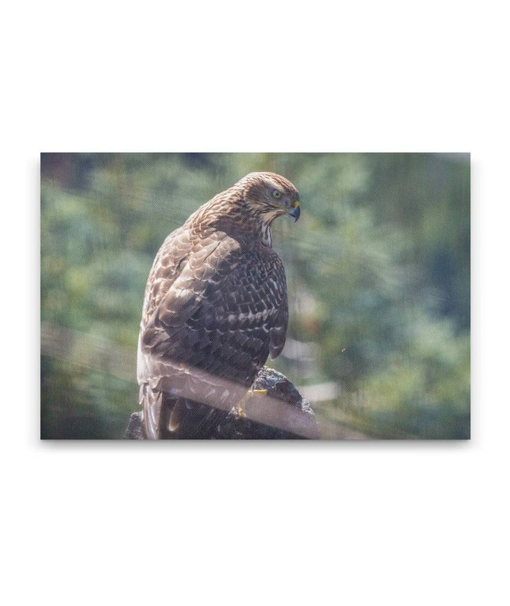 Northern Goshawk, Carpenter Mountain Fire Lookout, HJ Andrews Forest, Oregon