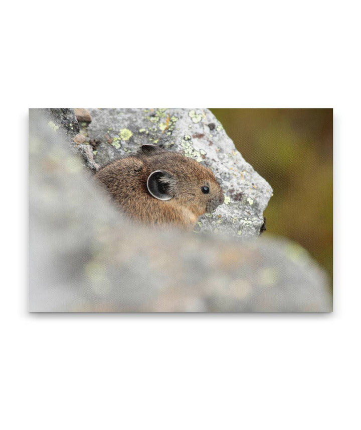 American Pika, Carpenter Mountain, H.J. Andrews Experimental Forest, Oregon