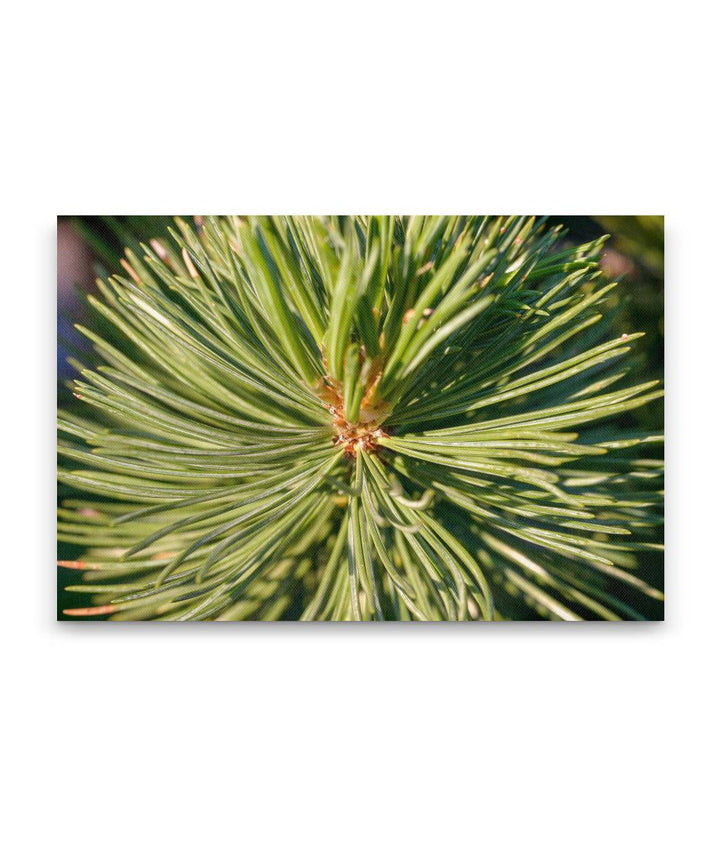 Whitebark Pine, Crater Lake National Park, Oregon, USA