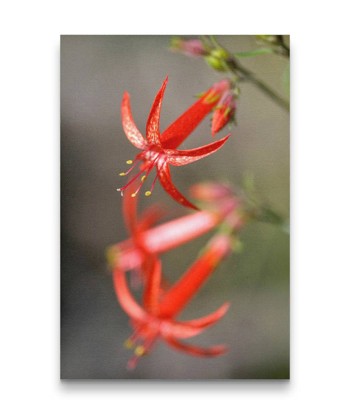 Scarlet Gilia, Hogback Mountain, Klamath Falls, Oregon, USA