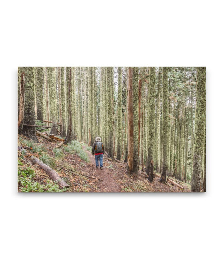 Carpenter Mountain Trail, HJ Andrews Forest, Oregon, USA