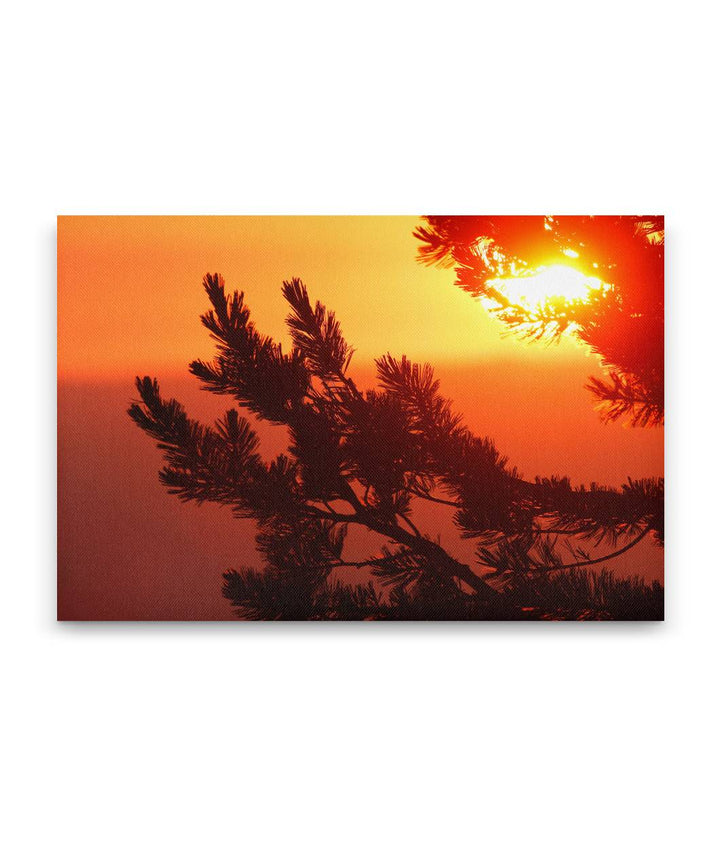 Whitebark Pine at Sunrise, Crater Lake National Park, Oregon