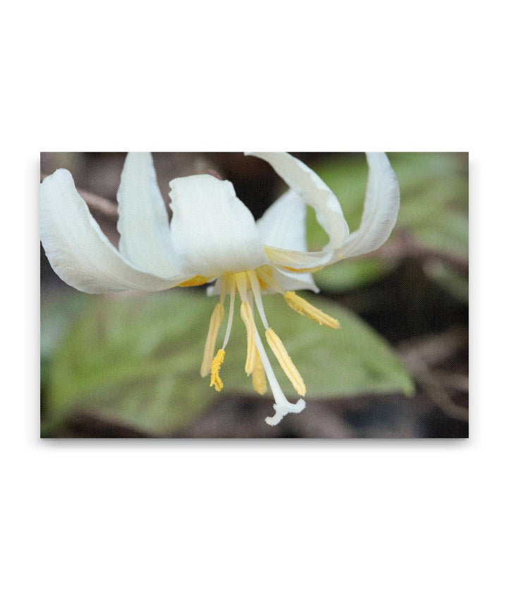 Oregon Fawn Lily, Umpqua National Forest, Oregon