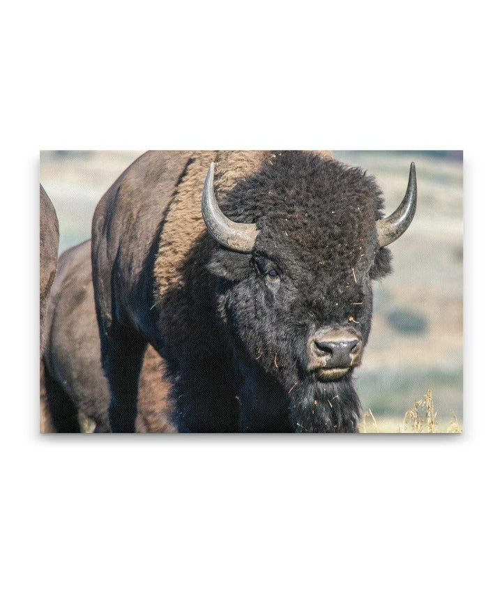 American Bison, Grand Teton National Park, Wyoming