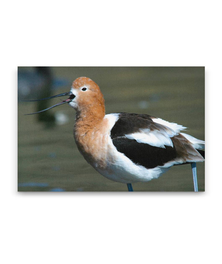 American Avocet Calling, Tule Lake National Wildlife Refuge, California