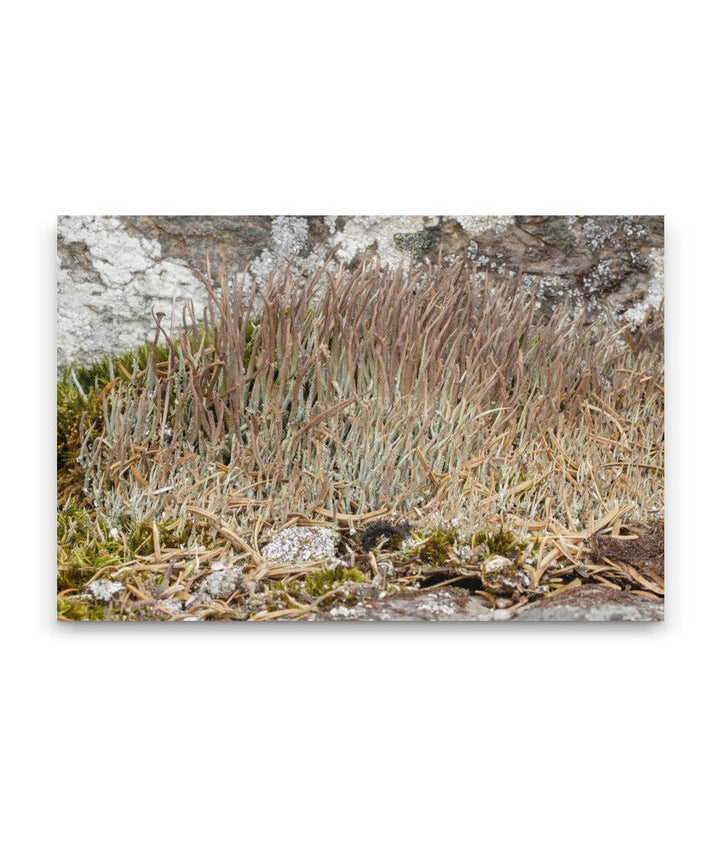 Rock Lichen, Carpenter Mountain, HJ Andrews Forest, Oregon, USA