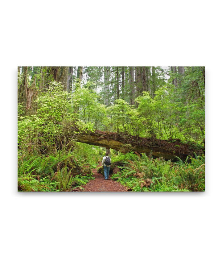 Red huckleberry Growing on Coastal Redwood Log, Foothill Trail, Prairie Creek Redwoods State Park, California