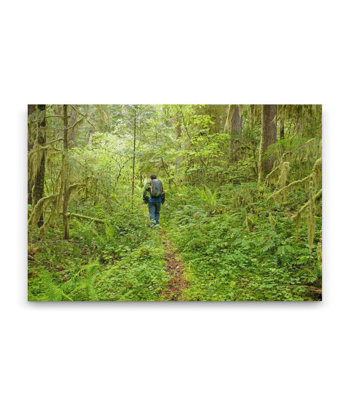 Old-Growth Forest, Reference Stand 2, H.J. Andrews Forest, Oregon