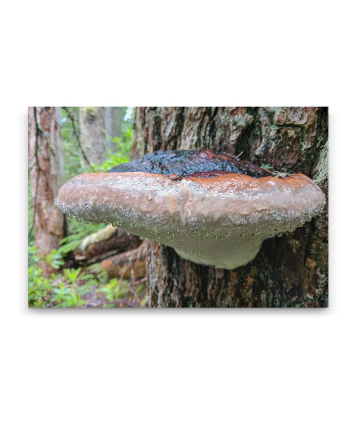 Shelf Fungi, Lookout Creek Old-Growth Trail, Oregon, USA