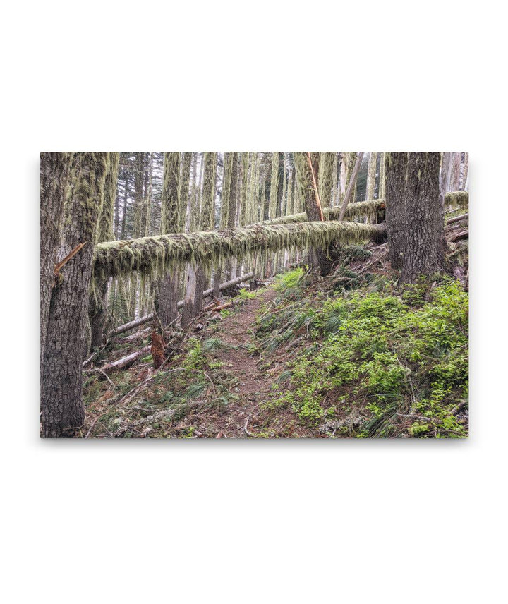 Trees Across Carpenter Mountain Trail, HJ Andrews Forest, Oregon, USA