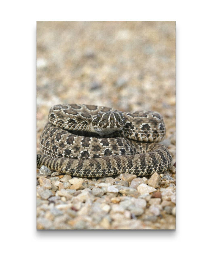 Prairie Rattlesnake on Path, Little Bighorn Battlefield National Monument, Montana