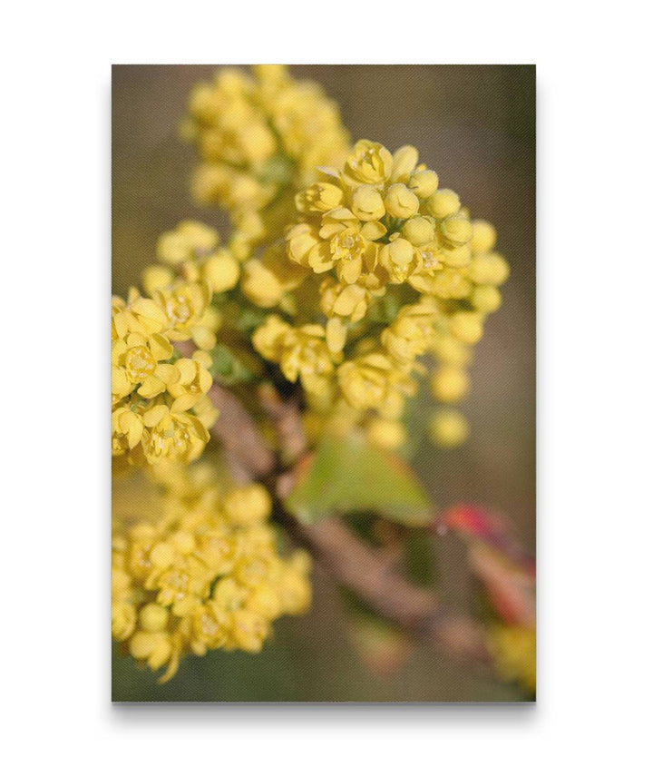 Yellow Flowering Oregon Grape, Newman Lake, Washington, USA