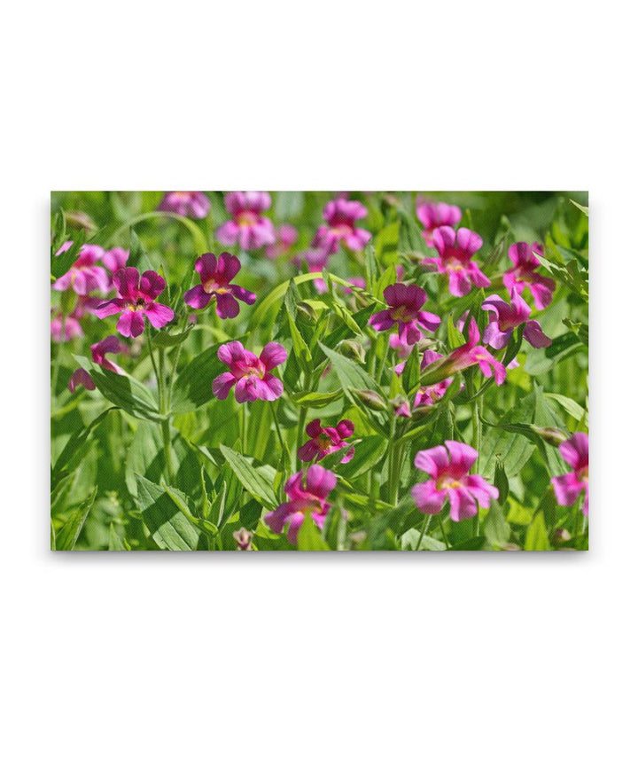 Lewis' Monkeyflower, Castle Crest Wildflower Garden, Crater Lake National Park, Oregon