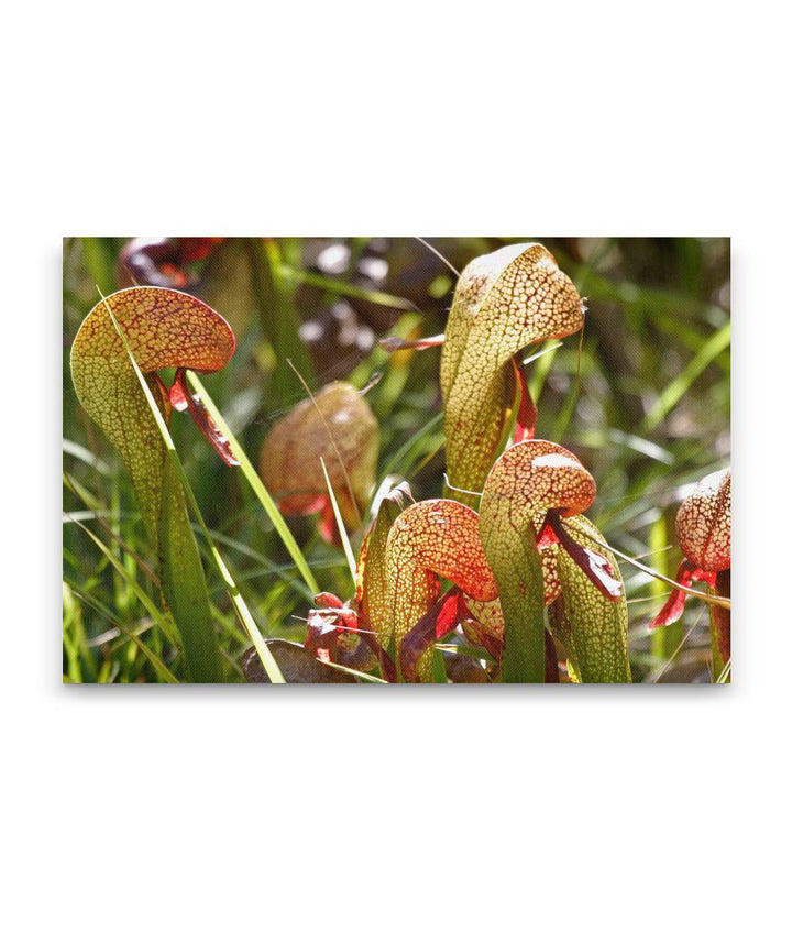 California pitcher plants, Darlingtonia trail, Six Rivers National Forest, California