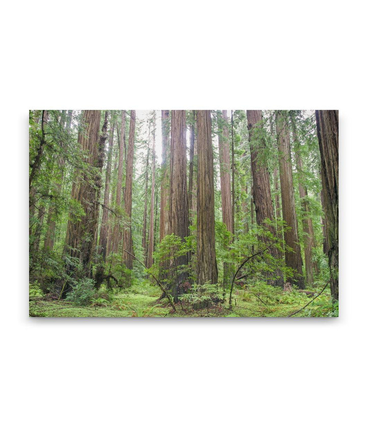 Coastal Redwood Forest, Humboldt Redwoods State Park, California