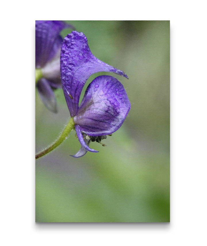 Western Monkshood, Crater Lake National Park, Oregon, USA