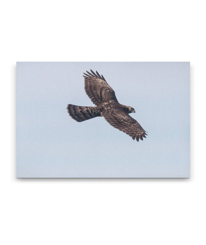 Raptor in Flight, Carpenter Mountain Fire Lookout, HJ Andrews Forest, Oregon, USA