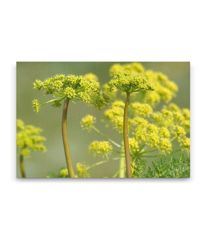 Grays Biscuitroot, Steptoe Butte State Park, Washington