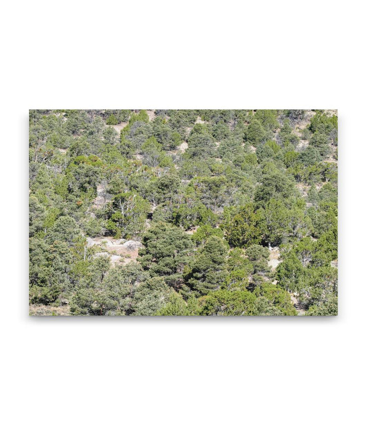 Pinyon Pine-Juniper Forest, Great Basin National Park, Nevada, USA