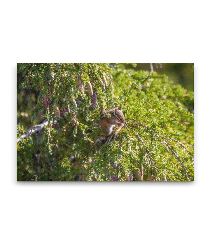 Townsend's Chipmunk Eating Mountain Hemlock Cones, Carpenter Mountain, HJ Andrews Forest, Oregon, USA