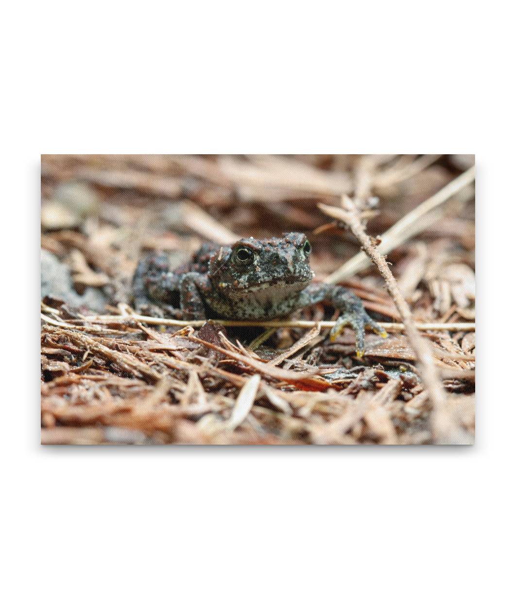 Boreal Toad, Prairie Creek Redwoods State Park, California, USA