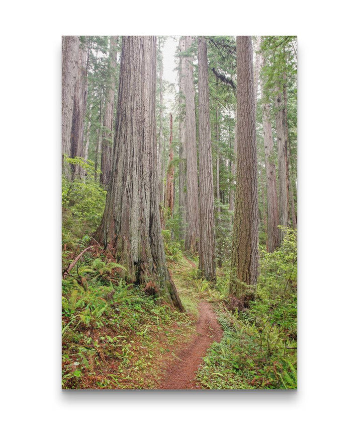 Prairie Creek Redwoods State Park, California, USA