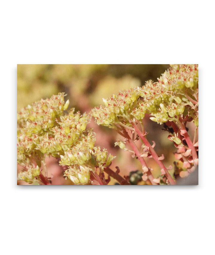 Creamy Stonecrop, Carpenter Mountain, Oregon