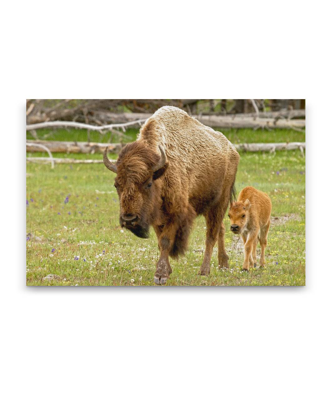 American Bison, Yellowstone National Park, Wyoming
