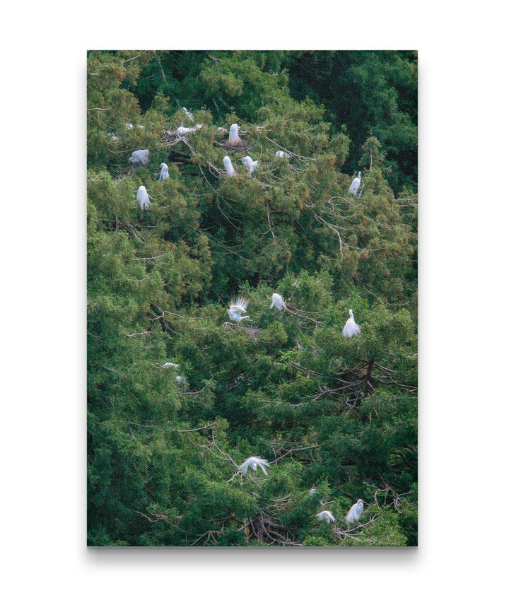 Great Egrets Nesting in Coastal Redwoods, Canyon Ranch, California, USA