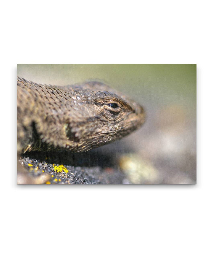 Western Fence Lizard, Eastern Oregon, Oregon, USA