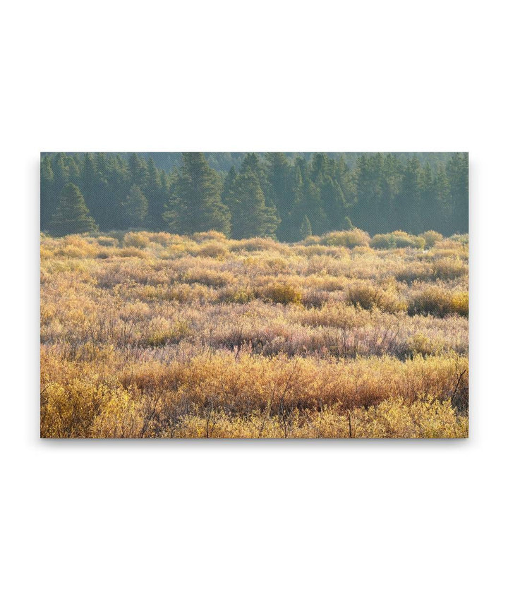 Blackfoot River Fall-Colored Floodplain, Montana