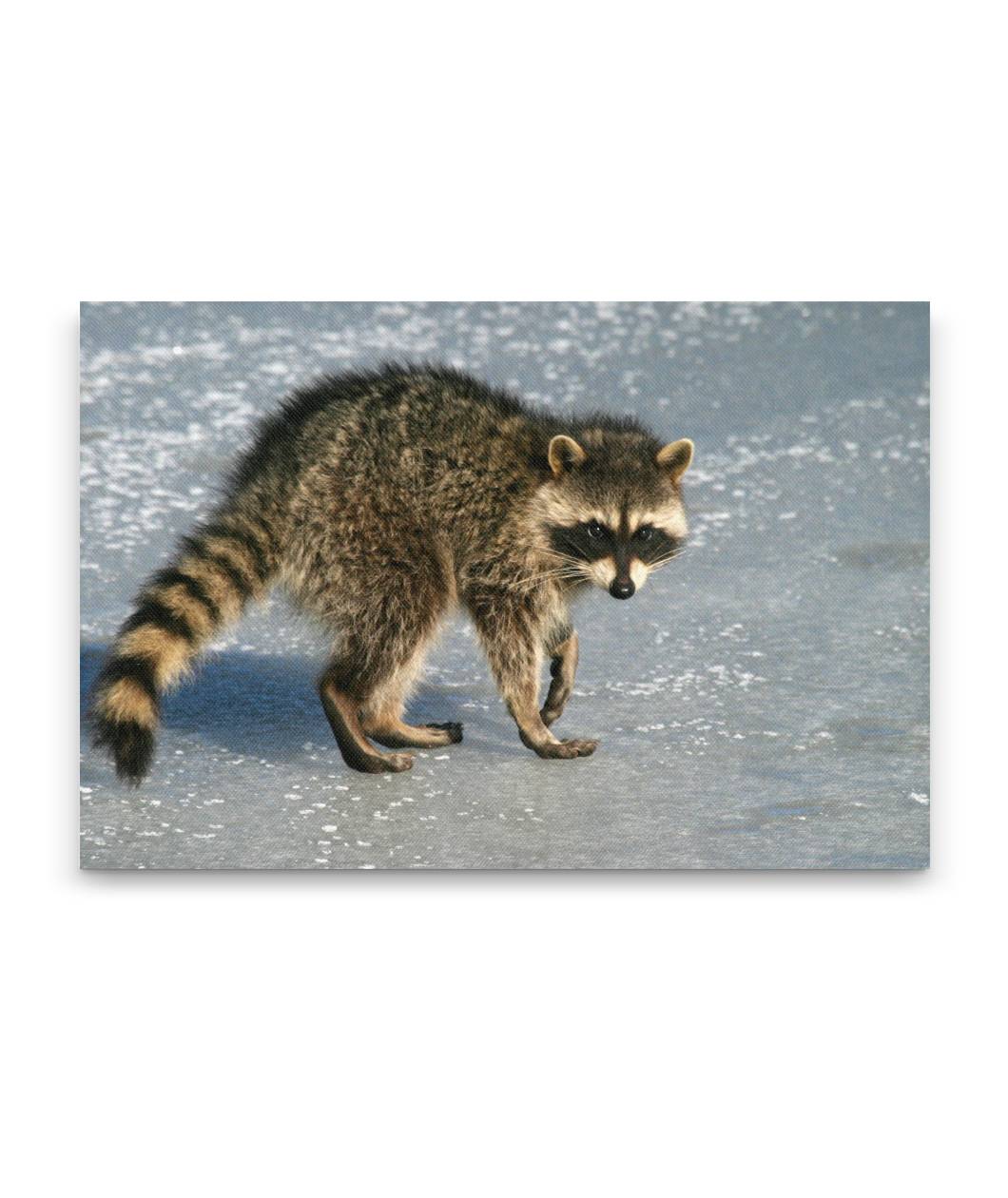 Raccoon on Ice, Lower Klamath National Wildlife Refuge, California