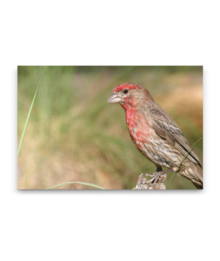 House finch, Fort Spokane, Lake Roosevelt NRA, Washington