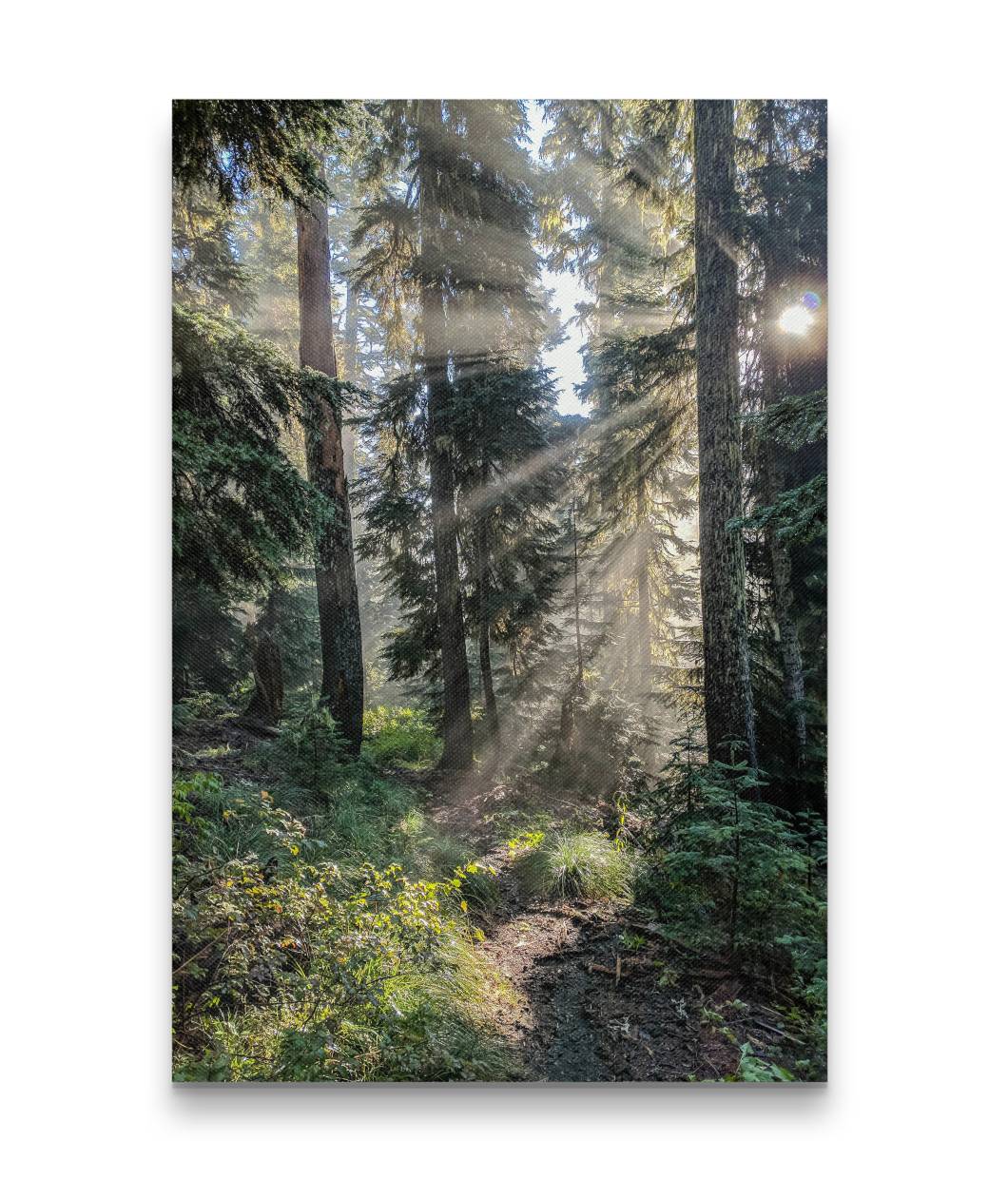 Sun Rays Through Forest, Carpenter Mountain Trail, HJ Andrews Forest, Oregon, USA