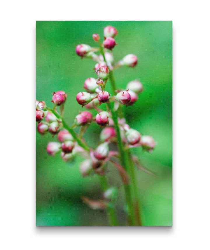 Bog Wintergreen Flower Buds, Lookout Creek Old-Growth Trail, HJ Andrews Forest, Oregon, USA