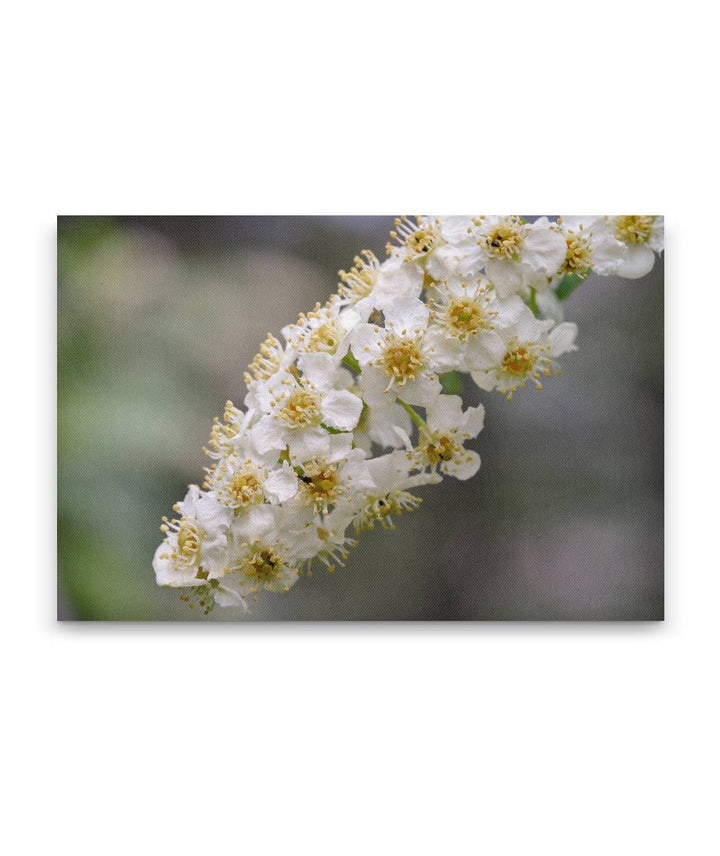 Western Chokecherry, Lake Roosevelt, Washington, USA